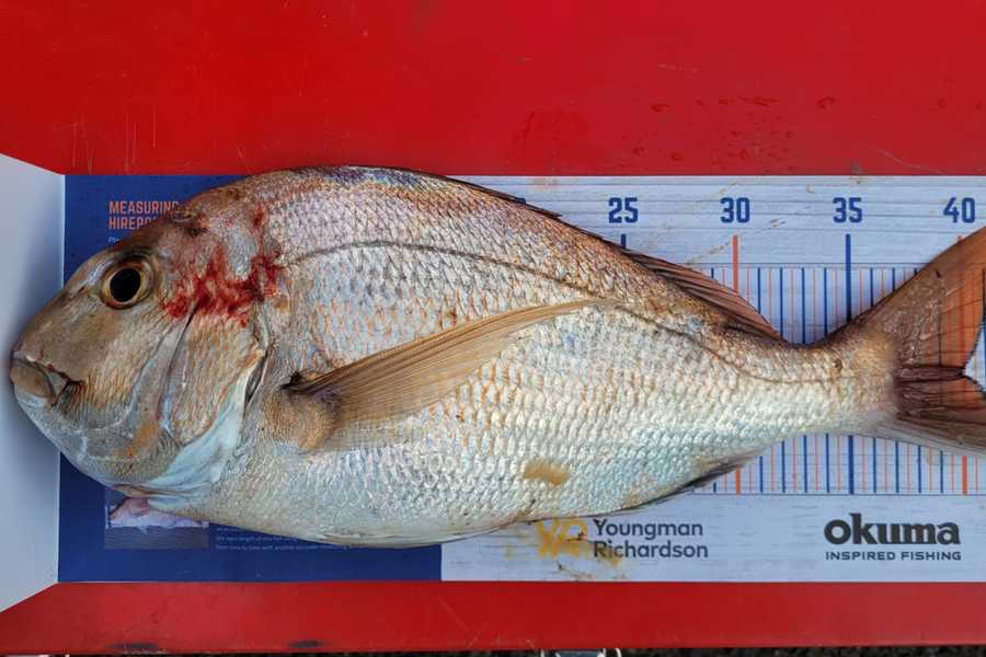 Greg Robinson caught this 40.0cm Snapper at Firth thames during The Hirepool Baitmates Fishing Comp