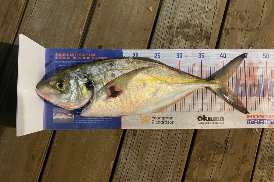 Stevie Matthews caught this 39cm Trevally at Tauranga during The Hirepool Baitmates Fishing Comp