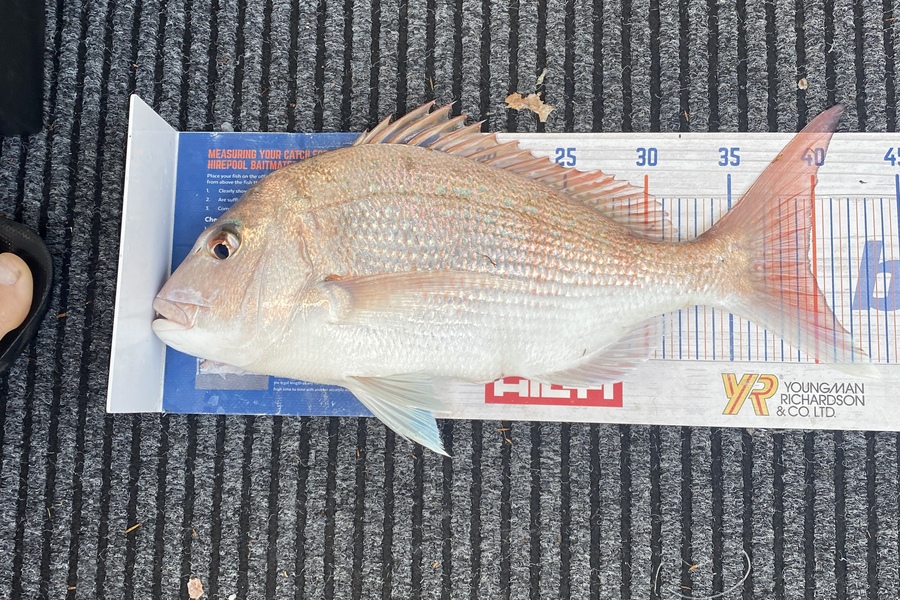James Laird caught this 39.5cm Snapper at Tasman Bay during The Hirepool Baitmates Fishing Comp
