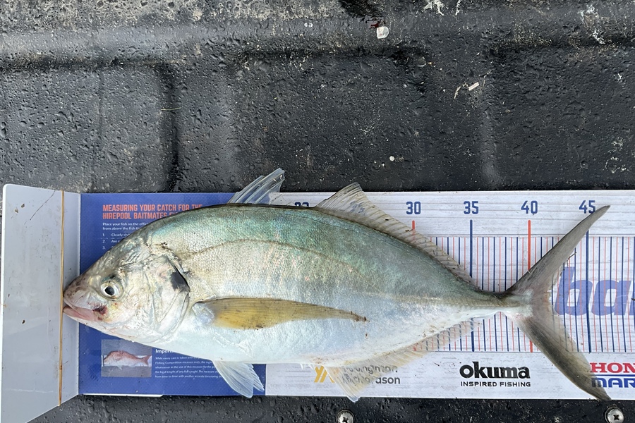 Stephen Heka caught this 41.5cm Trevally at Far North  during The Hirepool Baitmates Fishing Comp
