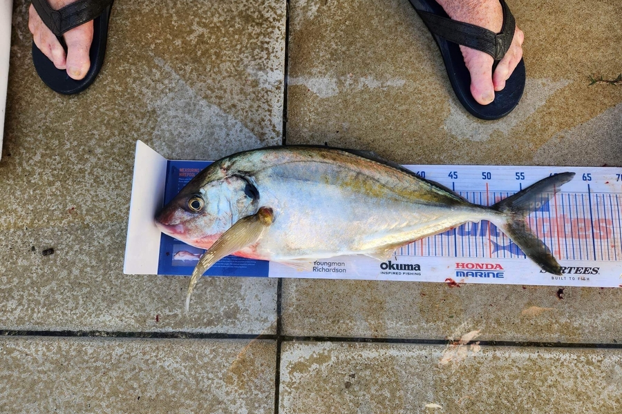 Matt Killip caught this 55cm Trevally at Northland during The Hirepool Baitmates Fishing Comp