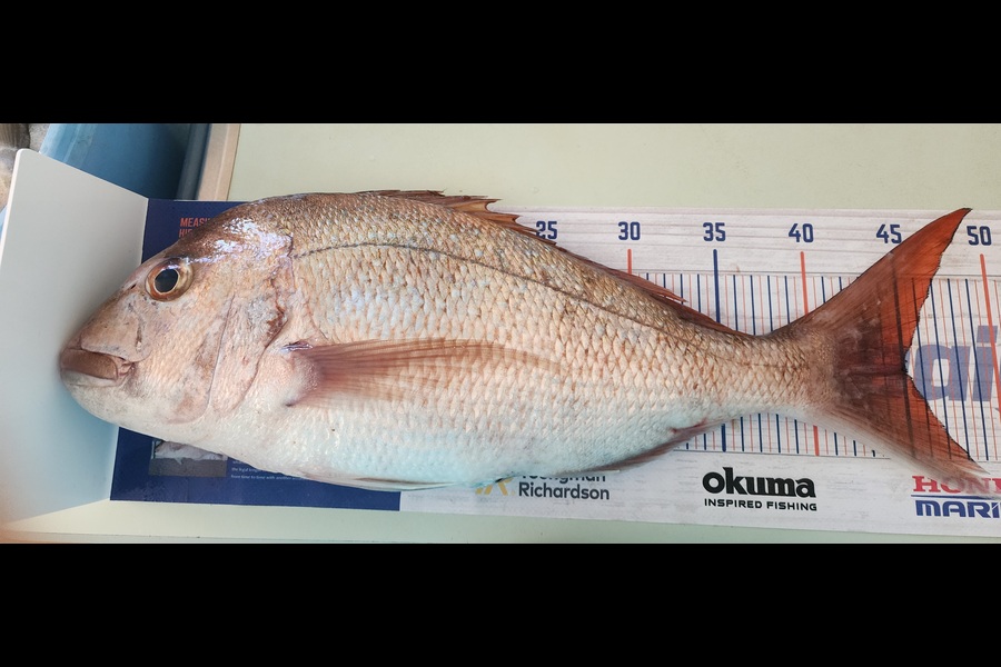 Ashley Dempsey caught this 45.0cm Snapper at Motiti during The Hirepool Baitmates Fishing Comp