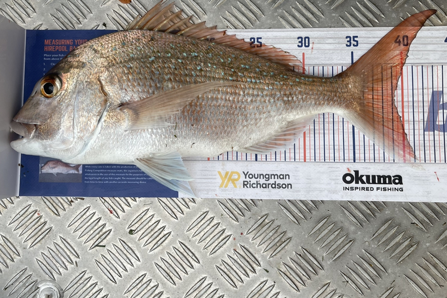 Hendrik Joubert caught this 39.0cm Snapper at Whangarei during The Hirepool Baitmates Fishing Comp