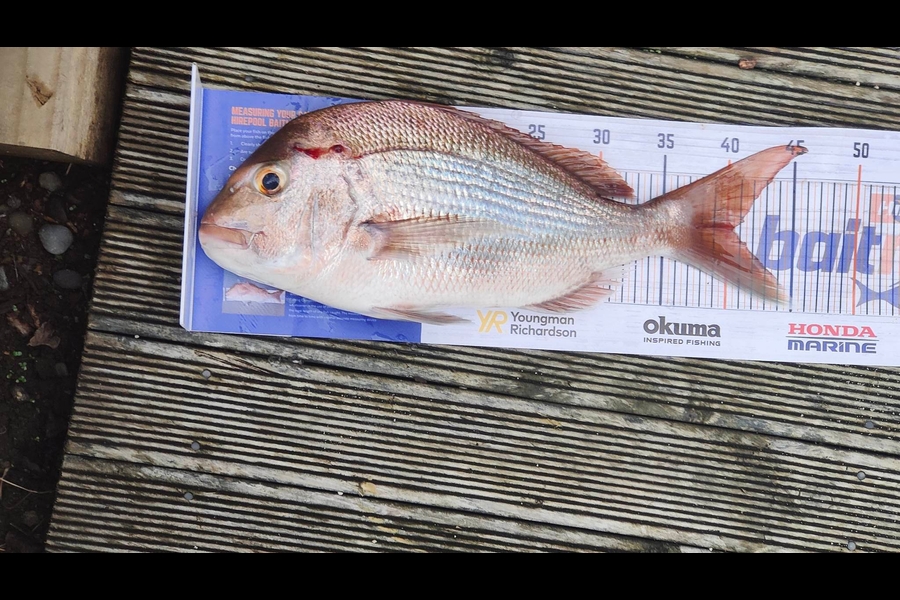 Ross Brown caught this 40cm Snapper at Coromandel during The Hirepool Baitmates Fishing Comp