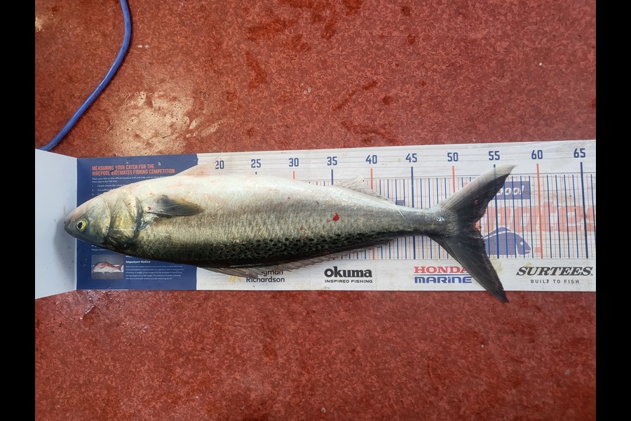 Caleb Clark caught this 52.5cm Kahawai at Moeraki otago  during The Hirepool Baitmates Fishing Comp