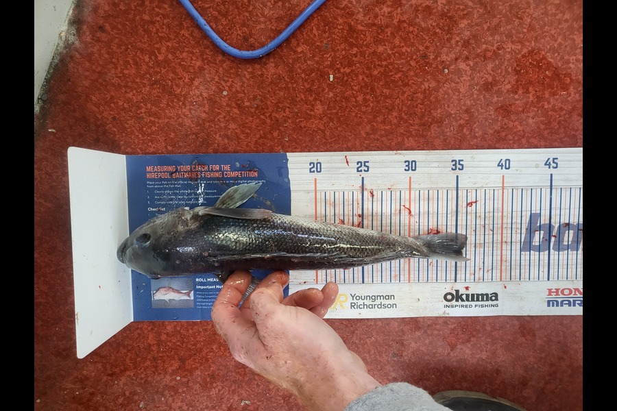 Caleb Clark caught this 35.5cm Blue Cod at Moeraki otago  during The Hirepool Baitmates Fishing Comp