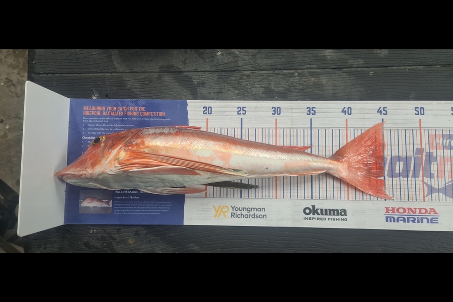Shane Wilson caught this 45.0cm Gurnard at Napier during The Hirepool Baitmates Fishing Comp