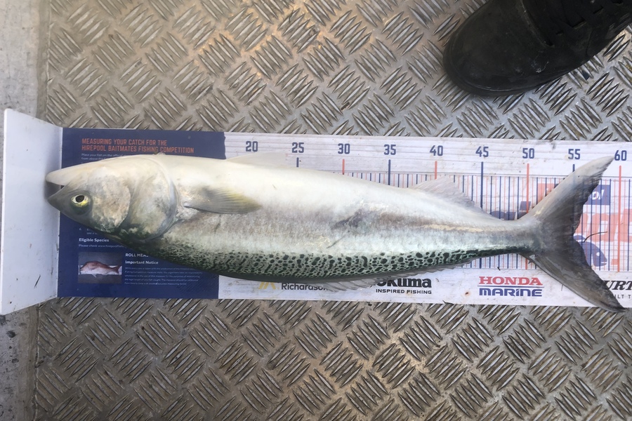Andy Lash caught this 55.0cm Kahawai at Tasman Bay during The Hirepool Baitmates Fishing Comp