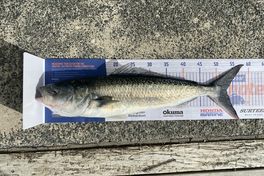 Matt Fairbrother caught this 53.0cm Kahawai at Snells beach  during The Hirepool Baitmates Fishing Comp