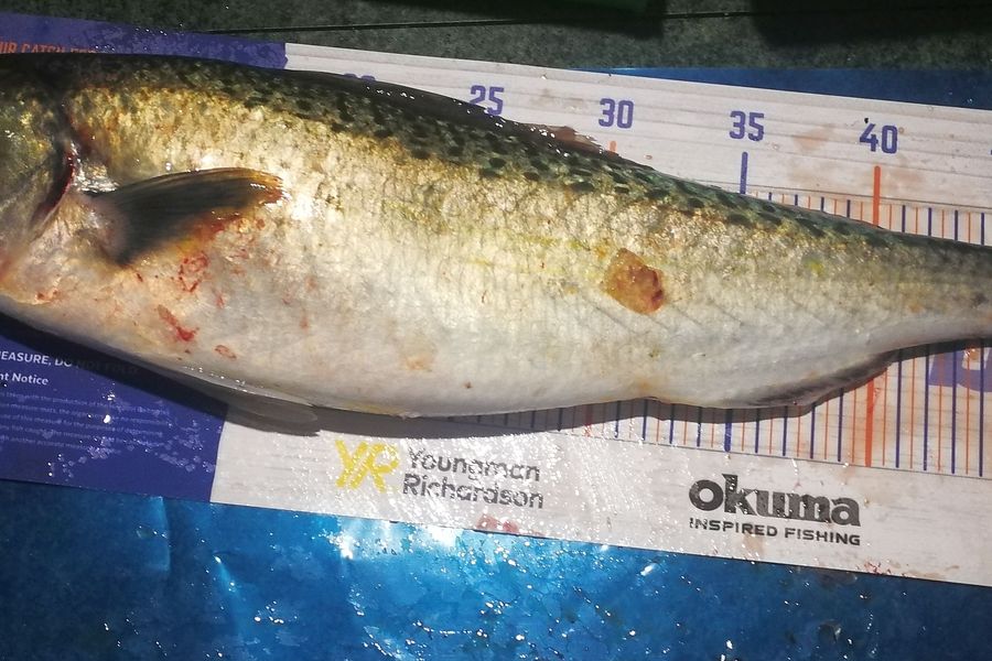 Leigh Page caught this 51.5cm Kahawai at Wellington south coast during The Hirepool Baitmates Fishing Comp