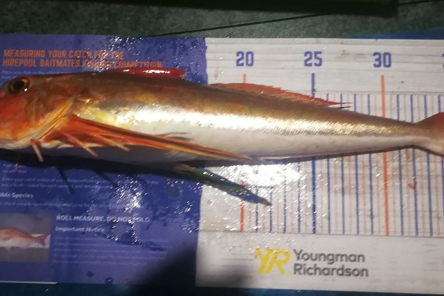 Leigh Page caught this 39.0cm Gurnard at Wellington south coast during The Hirepool Baitmates Fishing Comp