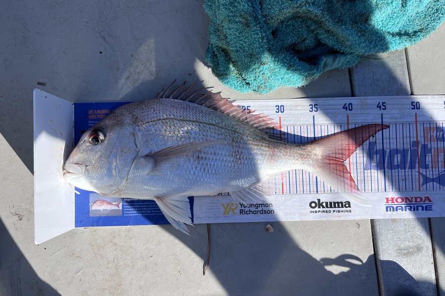 Josh  Mcmurtrie  caught this 39.0cm Snapper at Tairua during The Hirepool Baitmates Fishing Comp