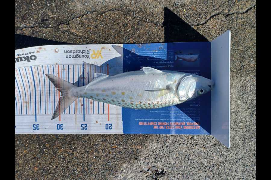 Hugo Blunt caught this 29cm Kahawai at Nelson during The Hirepool Baitmates Fishing Comp