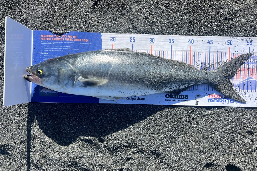 TAI Robson caught this 50.0cm Kahawai at Wainuiomata Coast during The Hirepool Baitmates Fishing Comp