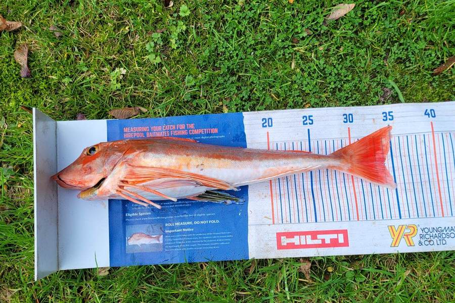 Nick Prinsloo caught this 34.0cm Gurnard at Bluff during The Hirepool Baitmates Fishing Comp