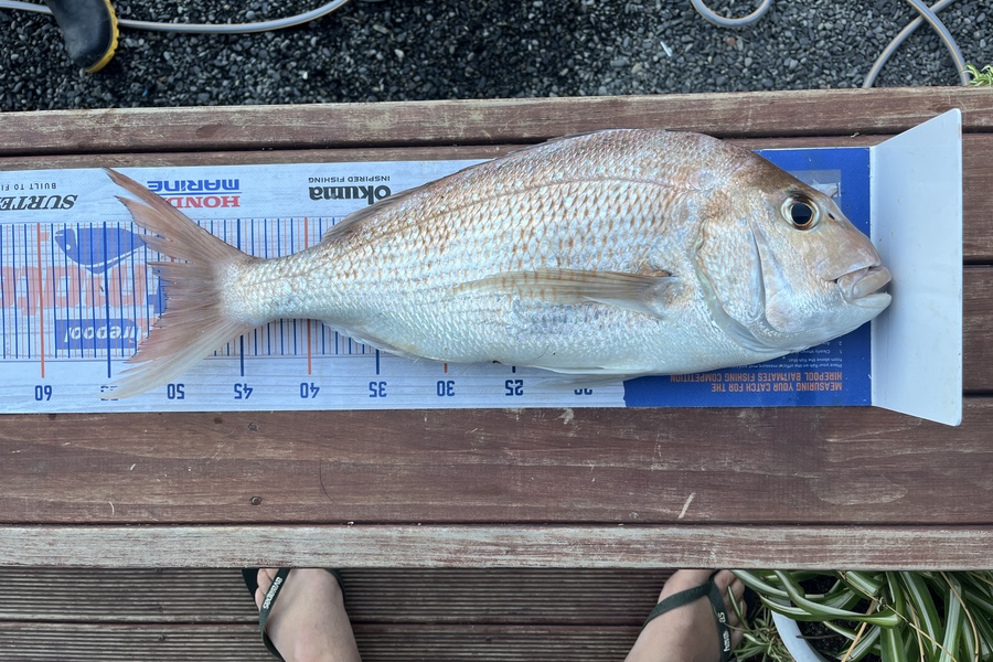 Ethan Palmer caught this 50.0cm Snapper at Bowentown  during The Hirepool Baitmates Fishing Comp