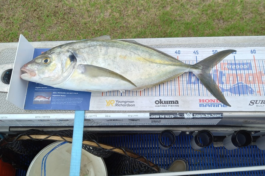 Aaron Herman caught this 48.0cm Trevally at Rangiputa  during The Hirepool Baitmates Fishing Comp