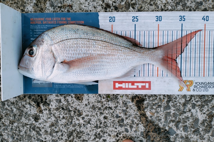 Bailey Cornelder caught this 33.5cm Snapper at Tha during The Hirepool Baitmates Fishing Comp