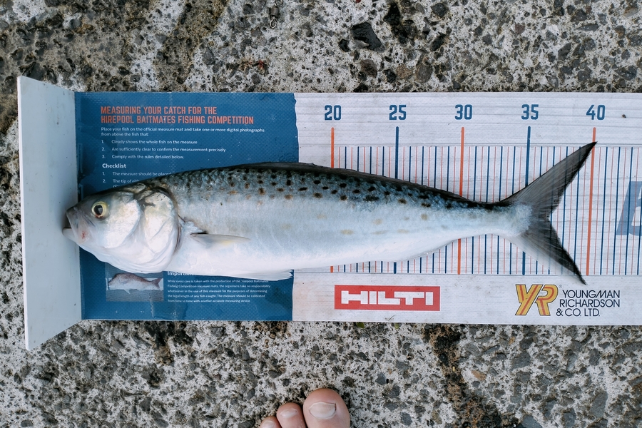 Bailey Cornelder caught this 36.5cm Kahawai at Tga during The Hirepool Baitmates Fishing Comp