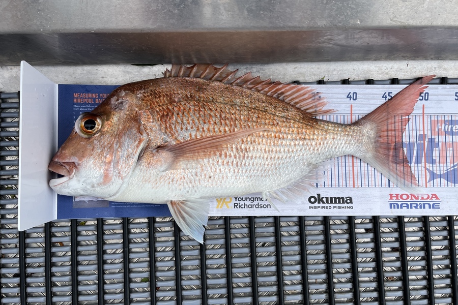 Dan Wiley caught this 47.0cm Snapper at Hauraki Gulf during The Hirepool Baitmates Fishing Comp