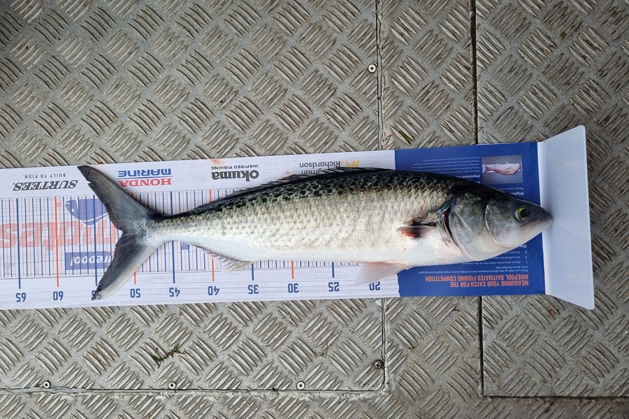 Michael McDonald caught this 51.0cm Kahawai at Town point maketu during The Hirepool Baitmates Fishing Comp