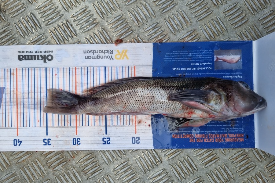 Michael McDonald caught this 34.0cm Blue Cod at Town point maketu during The Hirepool Baitmates Fishing Comp