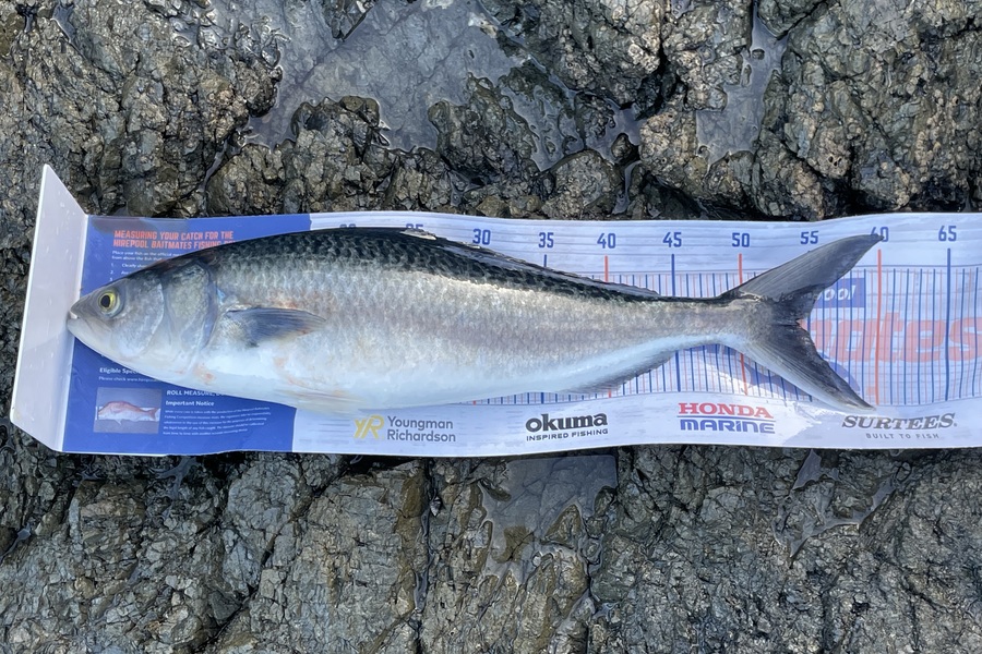 Bradley Kay caught this 54.0cm Kahawai at Whananaki during The Hirepool Baitmates Fishing Comp