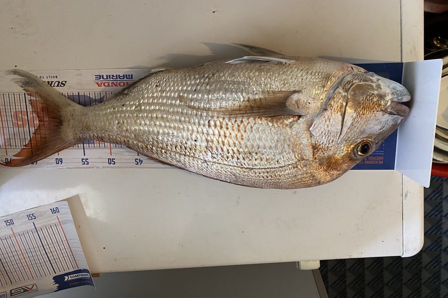 Azhar Ali caught this 62.0cm Snapper at Manukau harbour  during The Hirepool Baitmates Fishing Comp