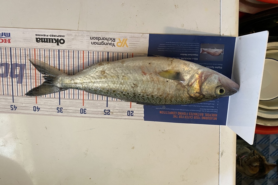 Azhar Ali caught this 37.5cm Kahawai at Manukau harbour  during The Hirepool Baitmates Fishing Comp