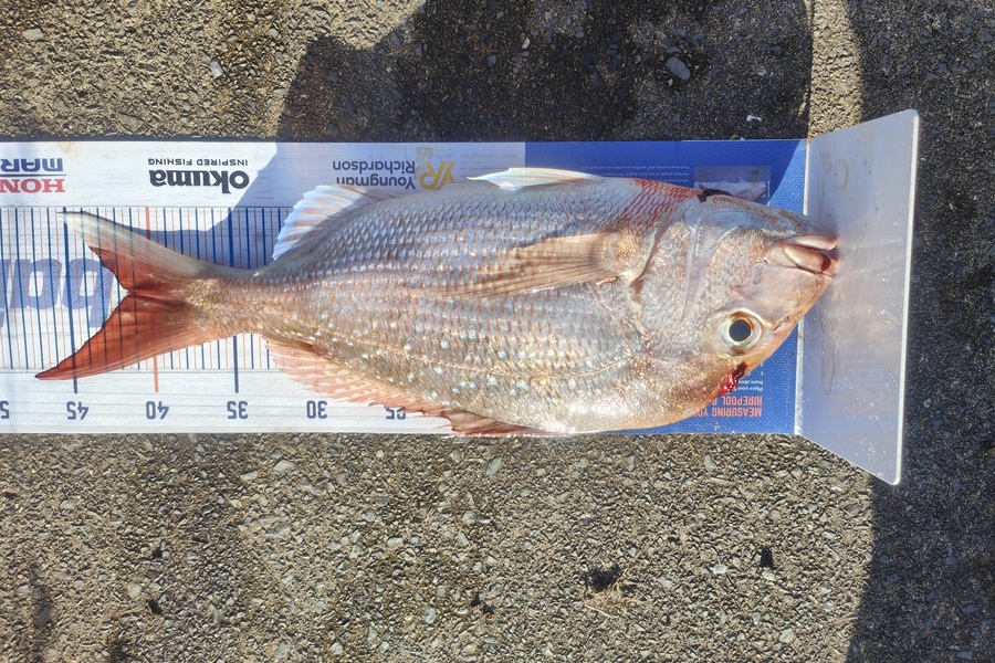 Nathan Clement caught this 41.0cm Snapper at Bream bay  during The Hirepool Baitmates Fishing Comp