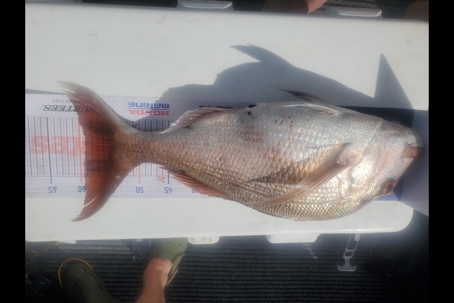 Wayne Killip caught this 59.0cm Snapper at Karikari Peninsula  during The Hirepool Baitmates Fishing Comp