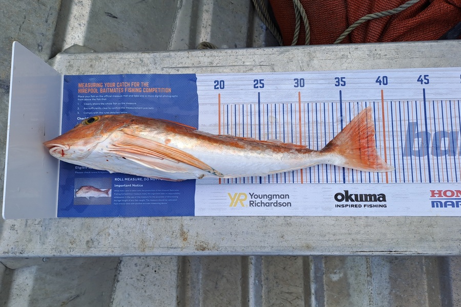 Scott Overington caught this 39.0cm Gurnard at Kaiaua during The Hirepool Baitmates Fishing Comp