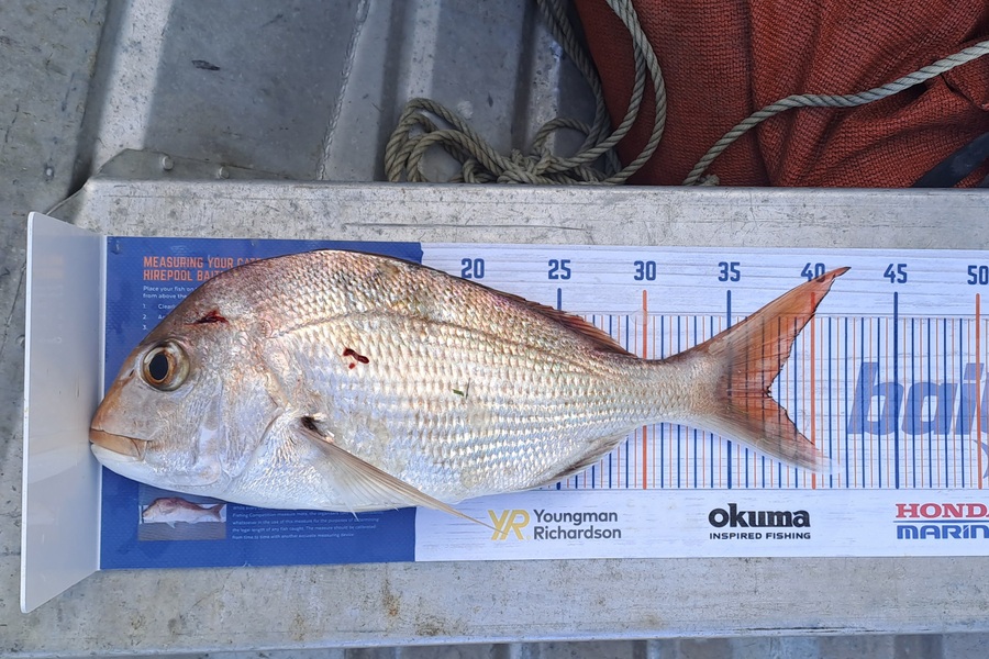 Scott Overington caught this 37.5cm Snapper at Kaiaua during The Hirepool Baitmates Fishing Comp