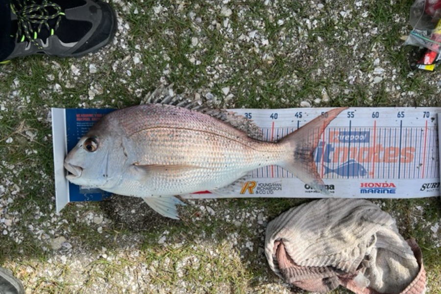 Tom Whitaker caught this 48.0cm Snapper at Kaipara Harbour during The Hirepool Baitmates Fishing Comp