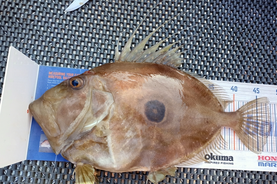 Nicole  Frood caught this 48.0cm John Dory at Bay of Islands  during The Hirepool Baitmates Fishing Comp