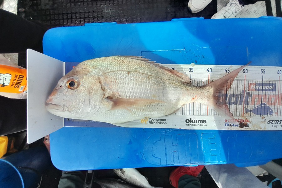 Peter Reynolds caught this 45.0cm Snapper at Breambay during The Hirepool Baitmates Fishing Comp