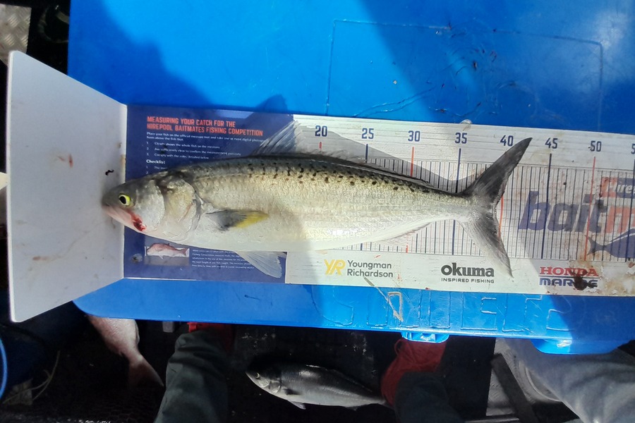 Peter Reynolds caught this 39.0cm Kahawai at Breambay during The Hirepool Baitmates Fishing Comp