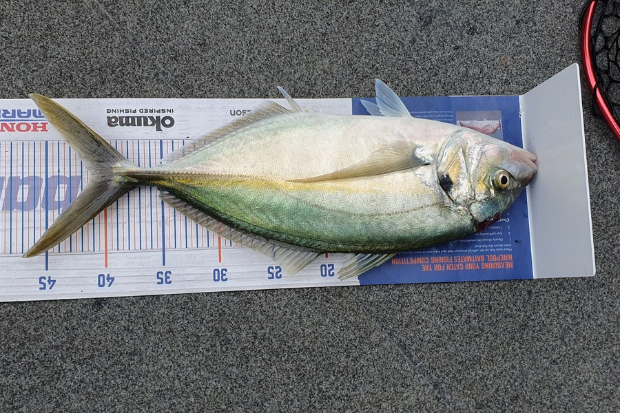Simon Roberts caught this 41.0cm Trevally at Whangarei Harbour during The Hirepool Baitmates Fishing Comp
