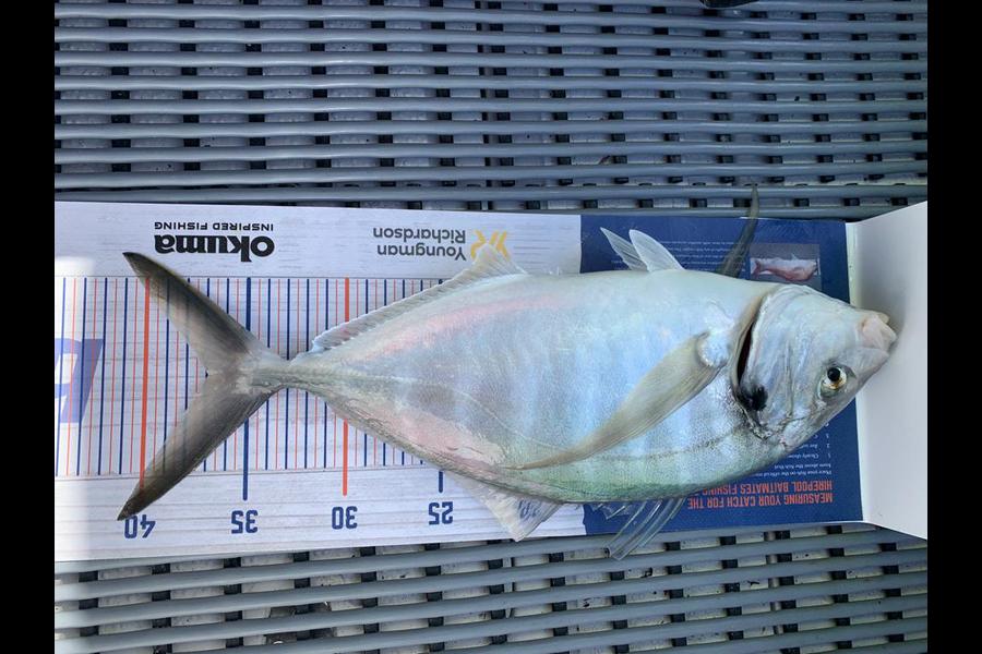 Johan Swanepoel caught this 37cm Trevally at Army bay during The Hirepool Baitmates Fishing Comp