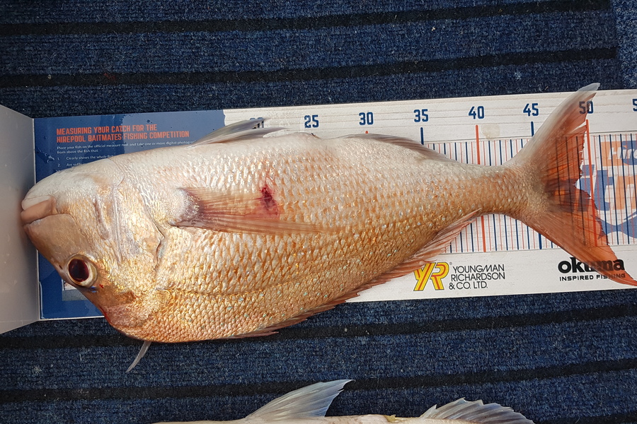 Glenn Lucas caught this 48.0cm Snapper at Kawau  during The Hirepool Baitmates Fishing Comp