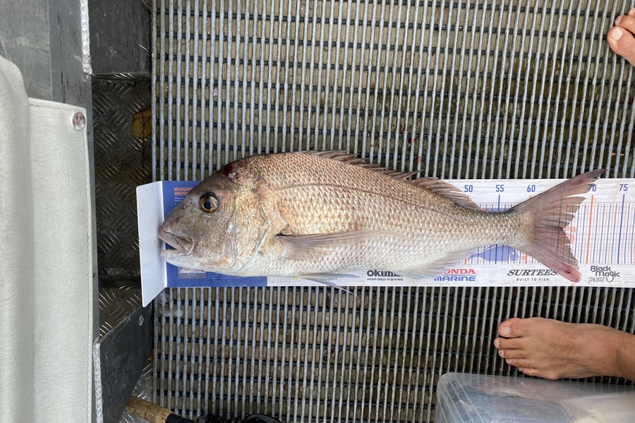 Adrian Eichmann caught this 65.0cm Snapper at BOI during The Hirepool Baitmates Fishing Comp
