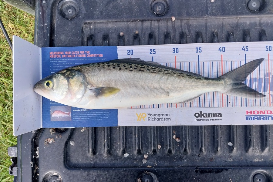 Masey Lee burton caught this 43.0cm Kahawai at Kaipara during The Hirepool Baitmates Fishing Comp