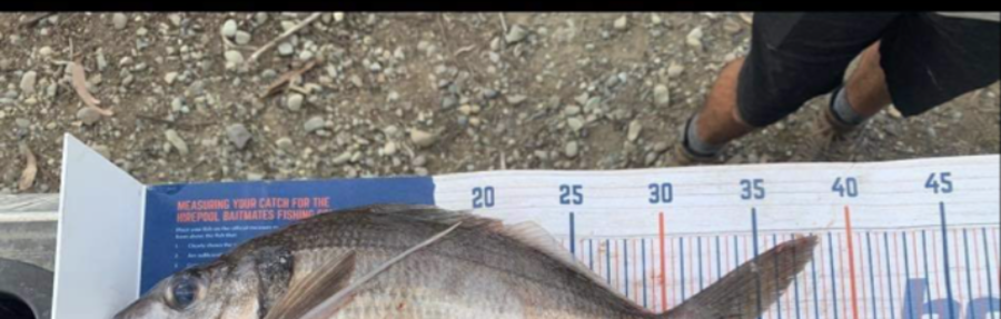 Hannah Andrew caught this 33.5cm Tarakihi at Milford sound  during The Hirepool Baitmates Fishing Comp