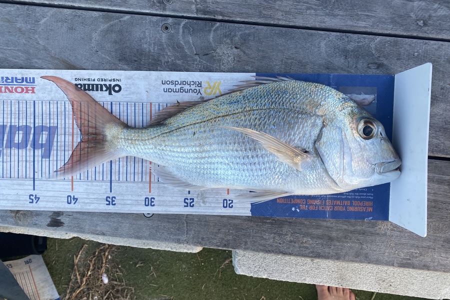 Louise Farley caught this 38.5cm Snapper at Waipu during The Hirepool Baitmates Fishing Comp