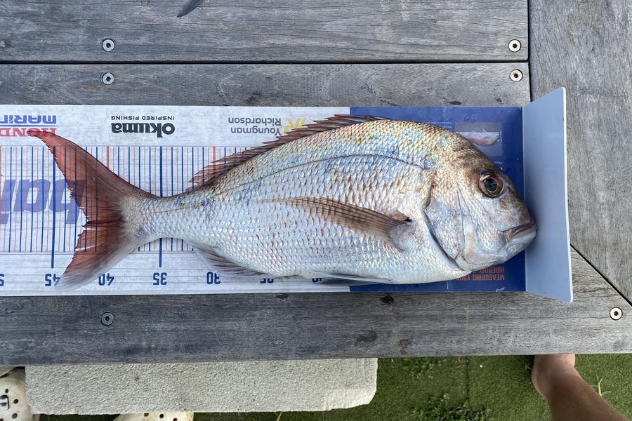 Carson Farley caught this 41.5cm Snapper at Waipu during The Hirepool Baitmates Fishing Comp