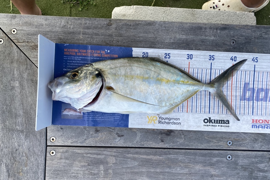 Carson Farley caught this 37.5cm Trevally at Waipu during The Hirepool Baitmates Fishing Comp