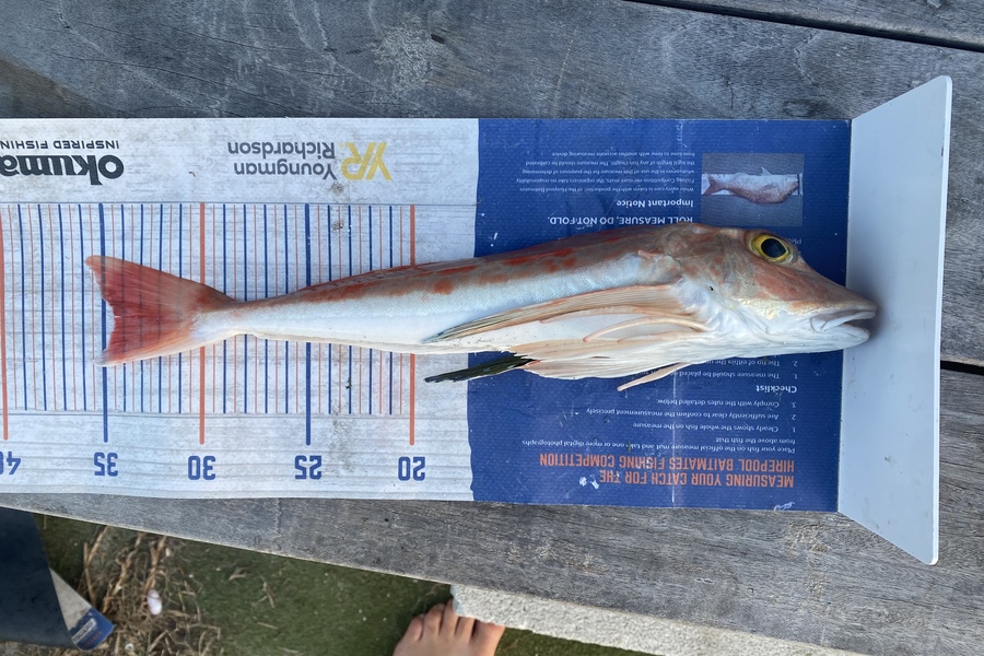 James Farley caught this 34.5cm Gurnard at Waipu during The Hirepool Baitmates Fishing Comp