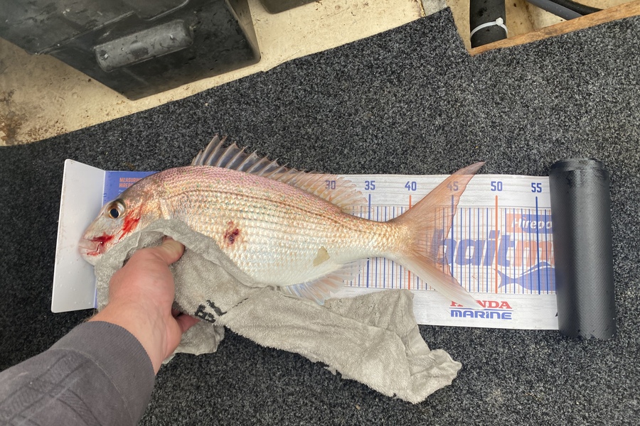 Craig Millar caught this 44.0cm Snapper at Thames during The Hirepool Baitmates Fishing Comp