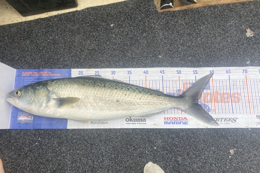 Craig Millar caught this 55.0cm Kahawai at Thames during The Hirepool Baitmates Fishing Comp