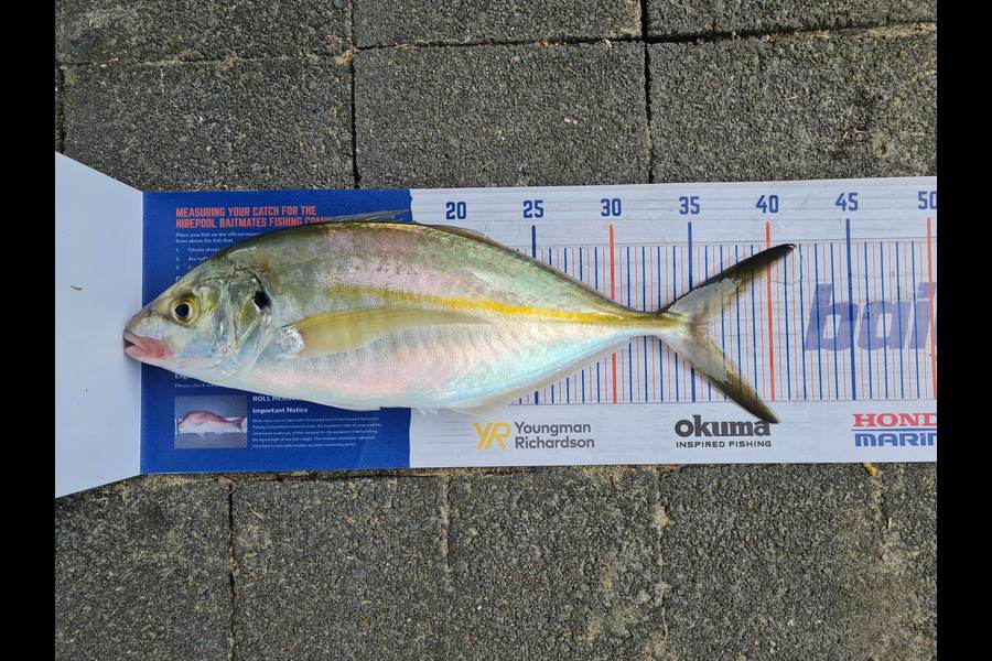 Jason Bosson caught this 36.0cm Trevally at Bowentown Harbour during The Hirepool Baitmates Fishing Comp
